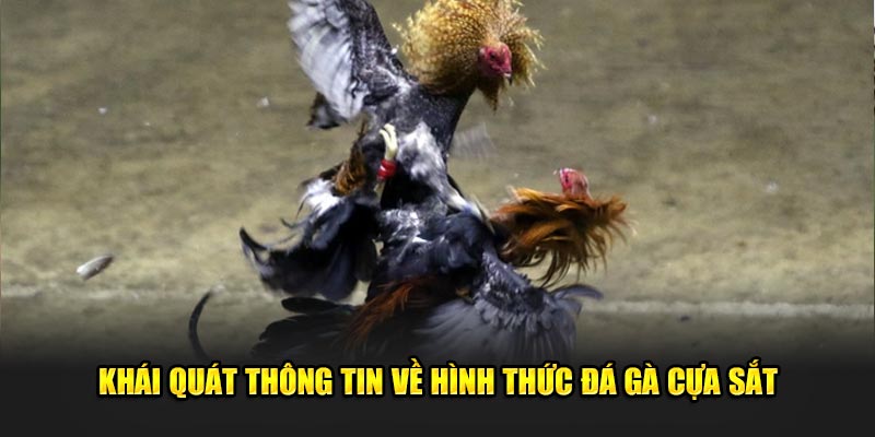 Khái quát thông tin về hình thức đá gà cựa sắt