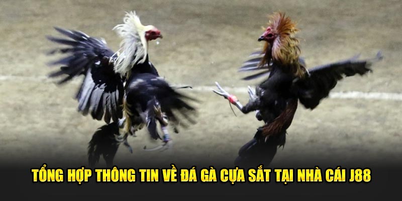 Tổng Hợp Thông Tin Về Đá Gà Cựa Sắt Tại Nhà Cái J88