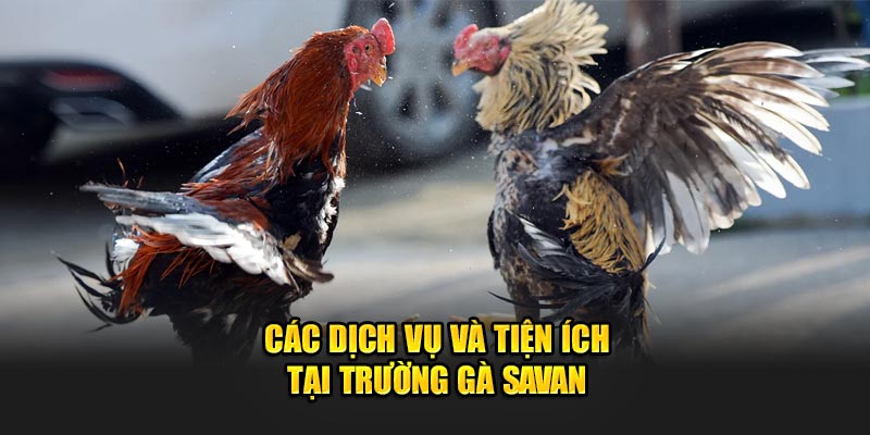 Các dịch vụ và tiện ích tại trường gà Savan