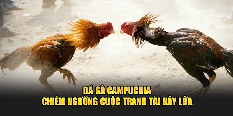 Đá Gà Campuchia - Chiêm Ngưỡng Cuộc Tranh Tài Nảy Lửa