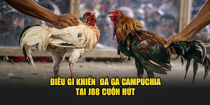 Điều gì khiến  đá gà Campuchia tại J88 cuốn hút