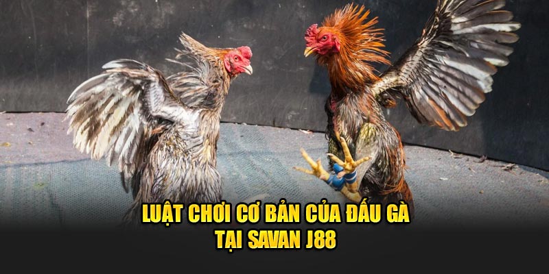 Luật chơi cơ bản của đấu gà tại Savan J88