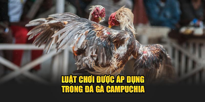 Luật chơi được áp dụng trong đá gà Campuchia