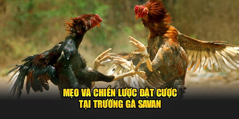 Mẹo và chiến lược đặt cược tại Trường Gà Savan