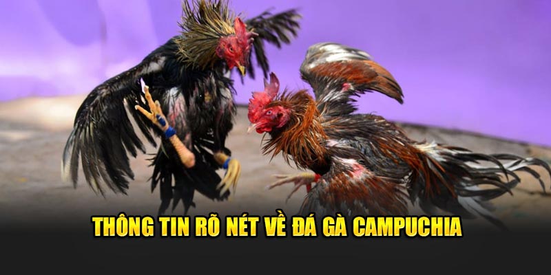 Thông tin rõ nét về đá gà Campuchia