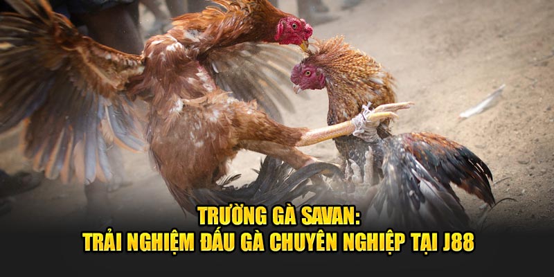 Trường gà Savan: Trải nghiệm đấu gà chuyên nghiệp tại J88